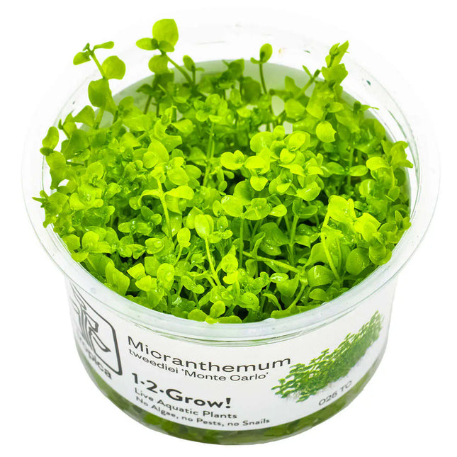 Micranthemum 'Monte Carlo' - Monte Carlo Perlkraut | In-Vitro