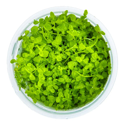Micranthemum 'Monte Carlo' - Monte Carlo Perlkraut | In-Vitro
