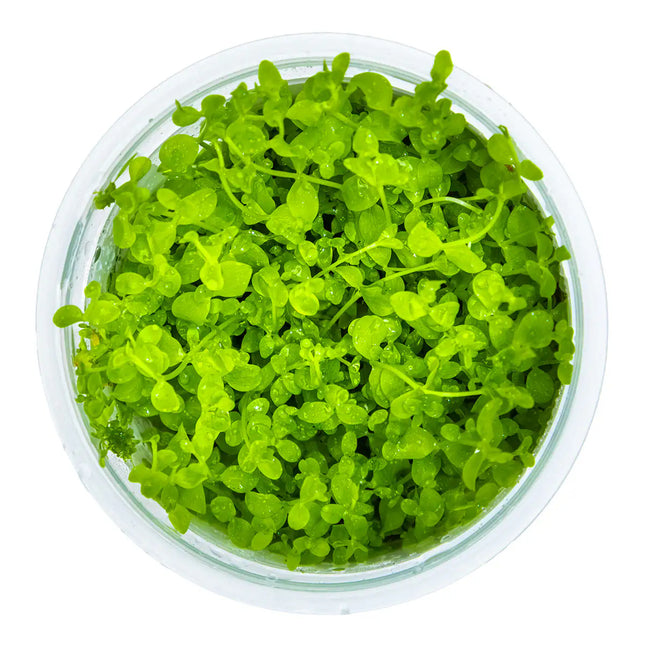Micranthemum 'Monte Carlo' - Monte Carlo Perlkraut | In-Vitro