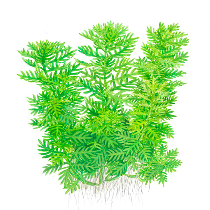 Hottonia palustris - Wasserfeder | In-Vitro