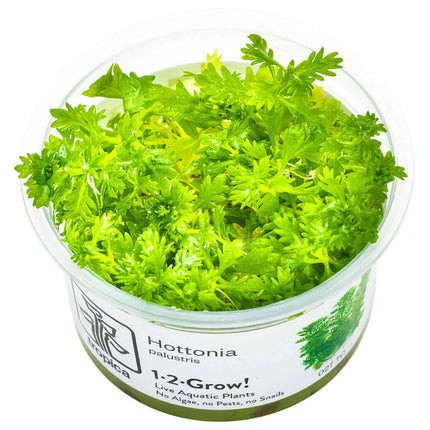 Hottonia palustris - Wasserfeder | In-Vitro