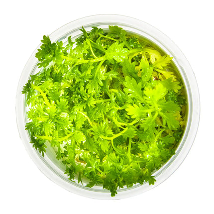 Hottonia palustris - Wasserfeder | In-Vitro