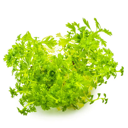 Hottonia palustris - Wasserfeder | In-Vitro