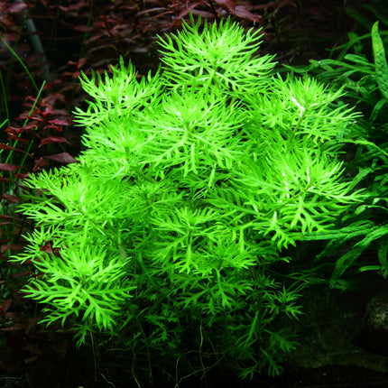 Hottonia palustris - Wasserfeder | In-Vitro