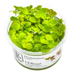Collection image for: Schwimmpflanzen