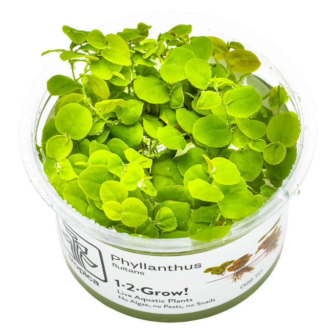 Phyllanthus fluitans - Schwimmende Wolfsmilch | In-Vitro