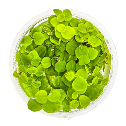 Phyllanthus fluitans - Schwimmende Wolfsmilch | In-Vitro