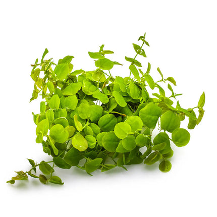 Phyllanthus fluitans - Schwimmende Wolfsmilch | In-Vitro