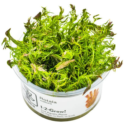Rotala wallichii - Rotes Mooskraut | In-Vitro