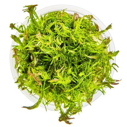 Rotala wallichii - Rotes Mooskraut | In-Vitro