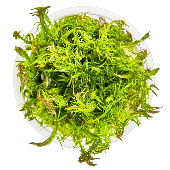 Rotala wallichii - Rotes Mooskraut | In-Vitro