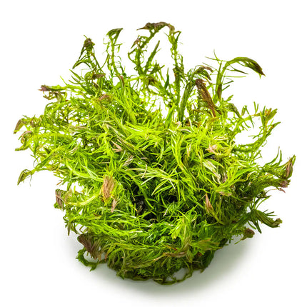 Rotala wallichii - Rotes Mooskraut | In-Vitro
