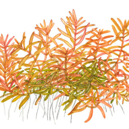 Rotala Vietnam H'ra | In-Vitro