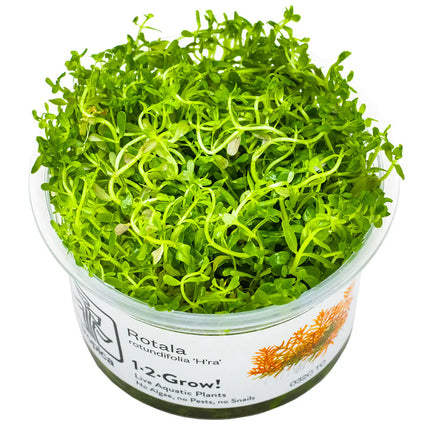 Rotala Vietnam H'ra | In-Vitro