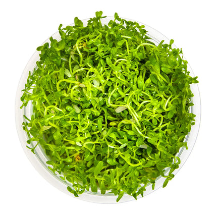 Rotala Vietnam H'ra | In-Vitro