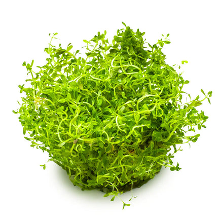 Rotala Vietnam H'ra | In-Vitro