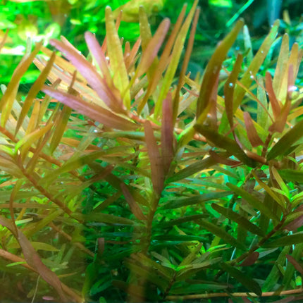 Rotala Vietnam H'ra | In-Vitro