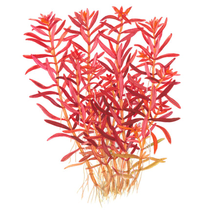 Rotala rotundifolia 'Blood Red' - Rundblättrige Rotala | In-Vitro