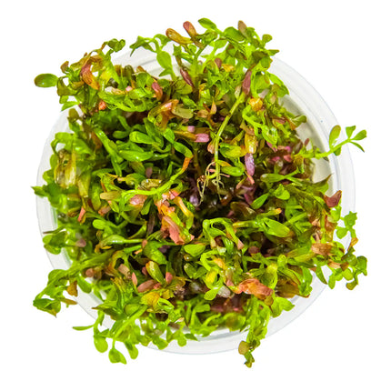 Lysimachia parvifolia 'Red' | In-Vitro