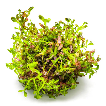 Rotala rotundifolia 'Blood Red' - Rundblättrige Rotala | In-Vitro