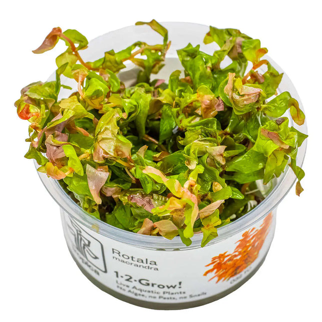 Rotala macrandra - Dichtblättrige Rotala | In-Vitro