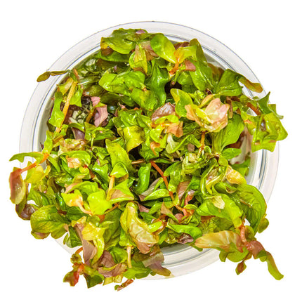 Rotala macrandra - Dichtblättrige Rotala | In-Vitro