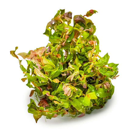 Rotala macrandra - Dichtblättrige Rotala | In-Vitro