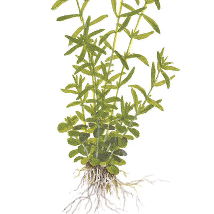 Rotala rotundifolia 'Green' - Grüne Rotala | In-Vitro