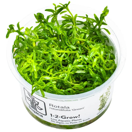 Rotala rotundifolia 'Green' - Grüne Rotala | In-Vitro