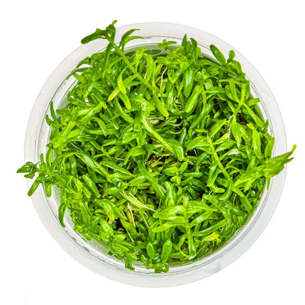 Rotala rotundifolia 'Green' - Grüne Rotala | In-Vitro