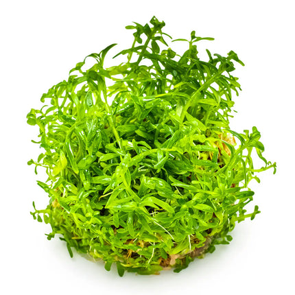 Rotala rotundifolia 'Green' - Grüne Rotala | In-Vitro