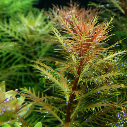 Proserpinaca palustris - Amerikanisches Kammblatt - Meerjungfrauenpflanze | In-Vitro
