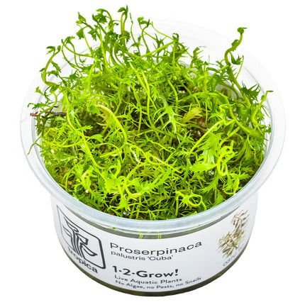 Proserpinaca palustris - Amerikanisches Kammblatt - Meerjungfrauenpflanze | In-Vitro