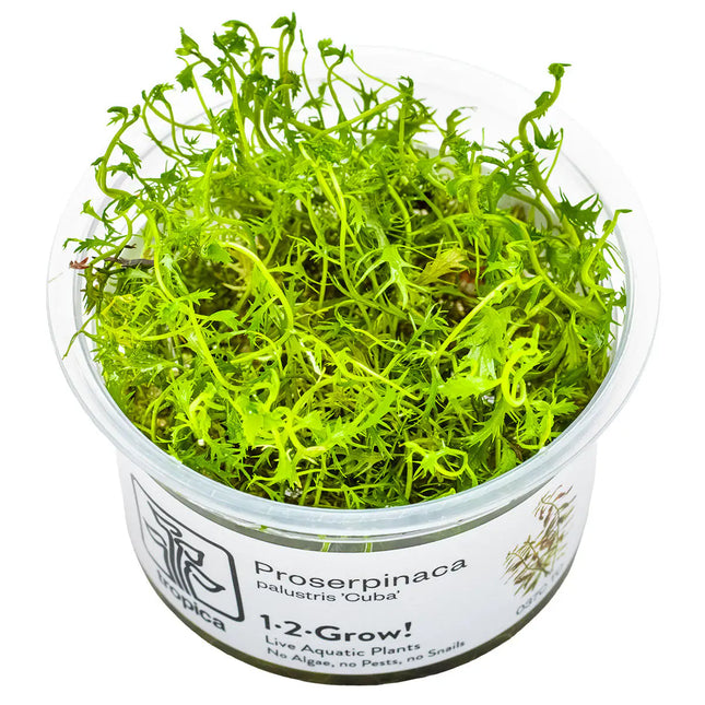 Proserpinaca palustris - Amerikanisches Kammblatt - Meerjungfrauenpflanze | In-Vitro