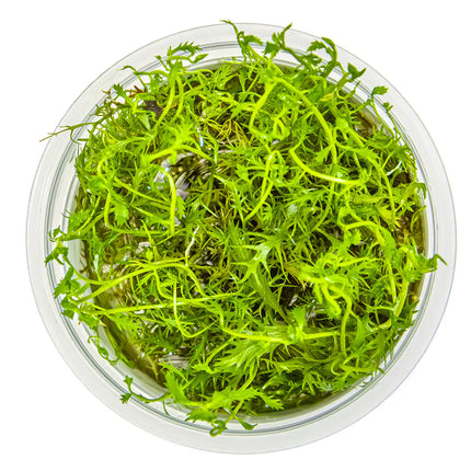Proserpinaca palustris - Amerikanisches Kammblatt - Meerjungfrauenpflanze | In-Vitro