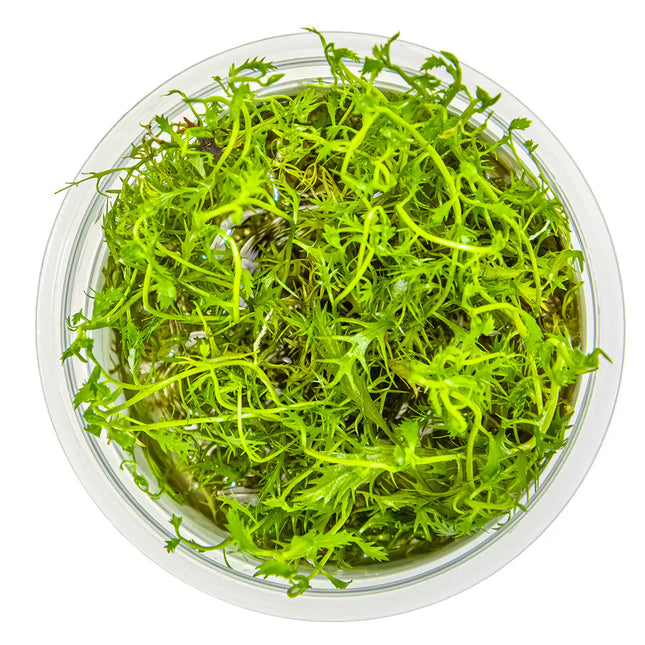 Proserpinaca palustris - Amerikanisches Kammblatt - Meerjungfrauenpflanze | In-Vitro