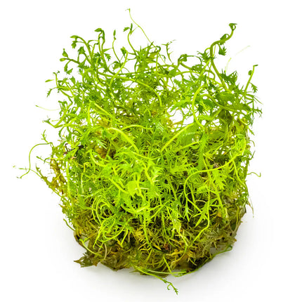 Proserpinaca palustris - Amerikanisches Kammblatt - Meerjungfrauenpflanze | In-Vitro