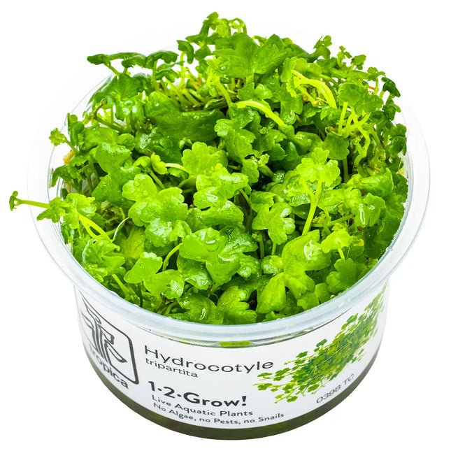 Hydrocotyle tripartita - Dreiteiliger Wassernabel | In-Vitro