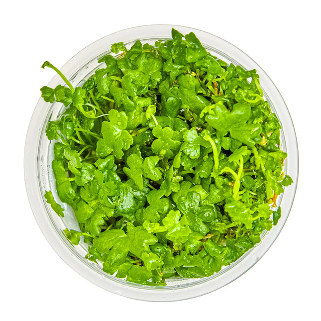 Hydrocotyle tripartita - Dreiteiliger Wassernabel | In-Vitro