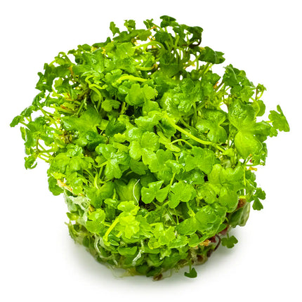 Hydrocotyle tripartita - Dreiteiliger Wassernabel | In-Vitro