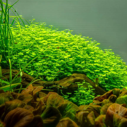 Hydrocotyle tripartita - Dreiteiliger Wassernabel | In-Vitro