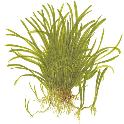 Lilaeopsis brasiliensis - Brasilianische Graspflanze | In-Vitro