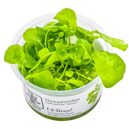 Nymphoides hydrophylla 'Taiwan' - Wasserblättrige Seekanne | In-Vitro