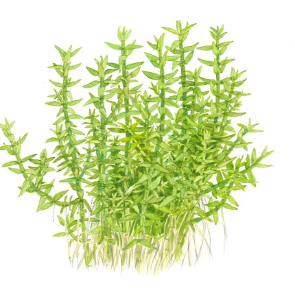 Gratiola viscidula | In-Vitro