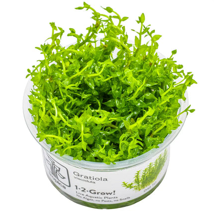 Gratiola viscidula | In-Vitro