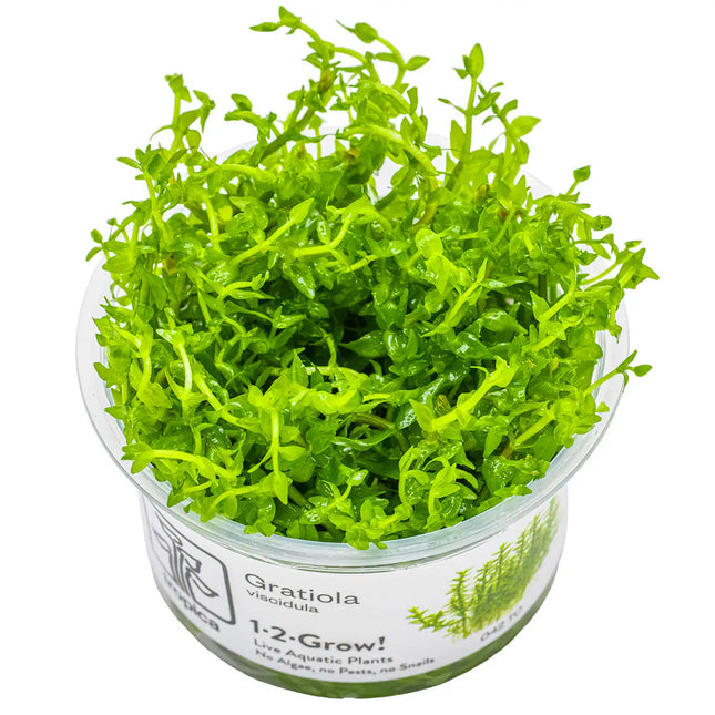 Gratiola viscidula | In-Vitro