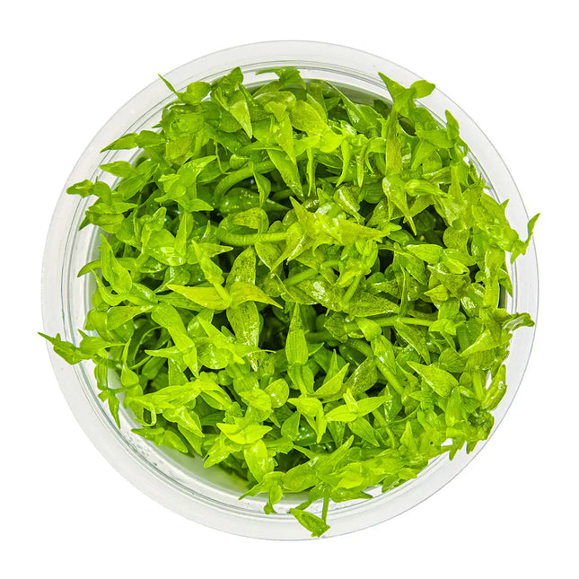 Gratiola viscidula | In-Vitro