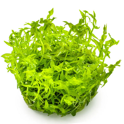 Gratiola viscidula | In-Vitro