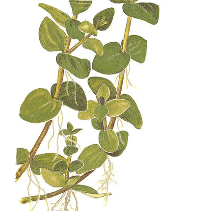 Bacopa caroliniana - Großes Fettblatt | In-Vitro