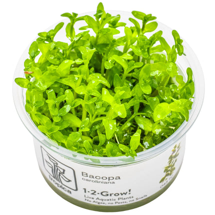 Bacopa caroliniana - Großes Fettblatt | In-Vitro